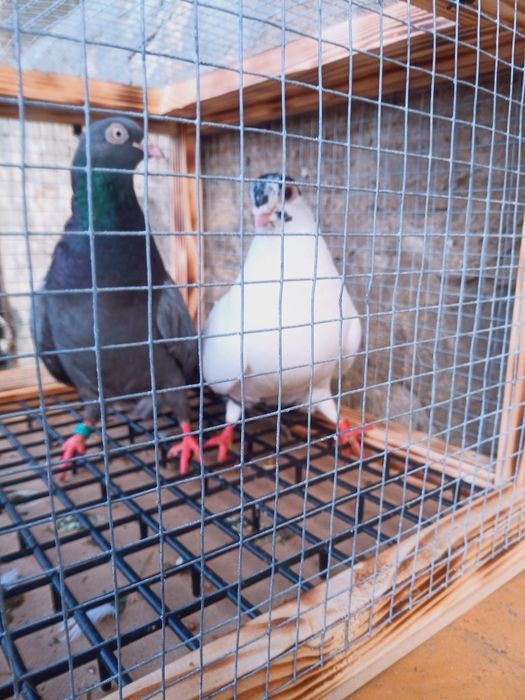 Para gołębi zamojskich