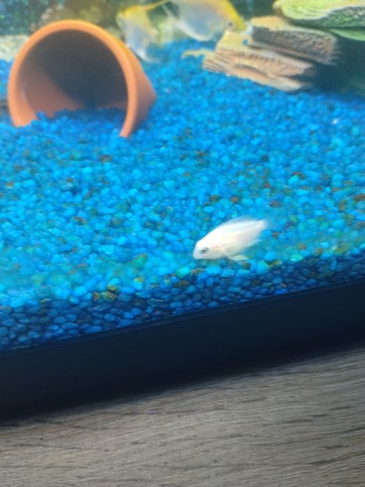 Vários peixes aceito troca