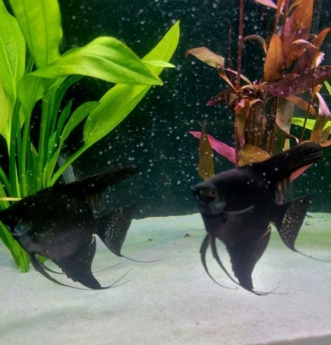 Skalary para. Black