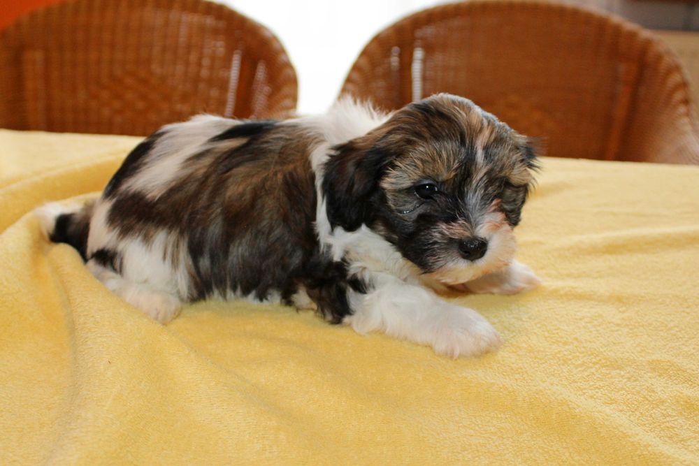 Śliczny Szczeniak z rodowodem