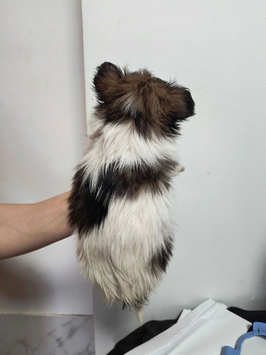 Mały książę rasy papillon.