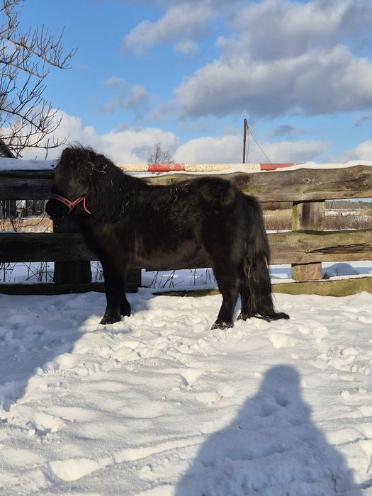 Kuc szetlandzki kary