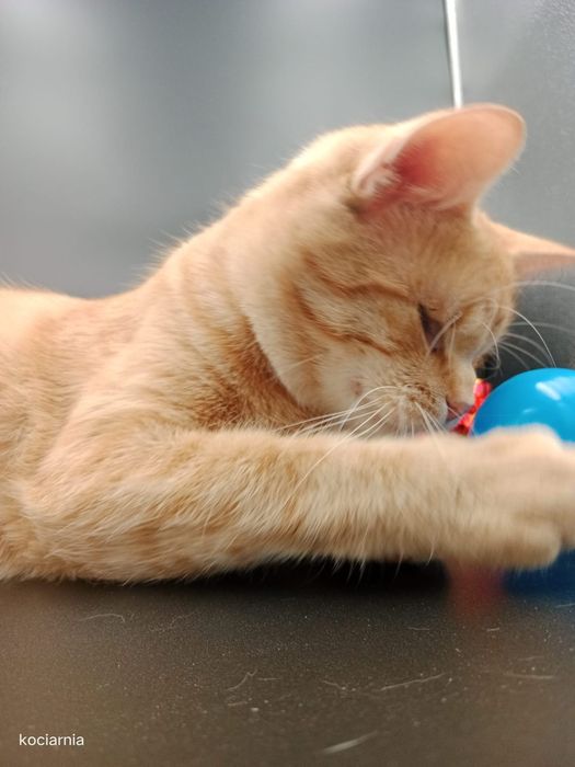 Klakier, kotek bez oczek...