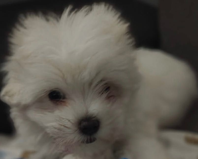 Szczeniak Maltanczyk