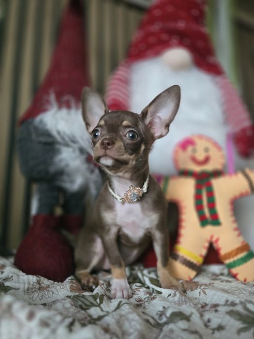 Chihuahua suczka gotowa do odbioru po Championie