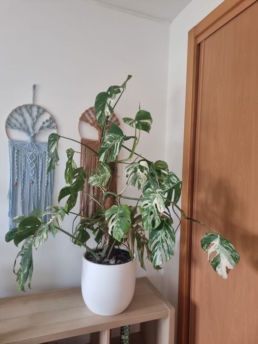Monstera Variegata Albo Planta Grande + Oferta de Vaso Artevasi feito à mão