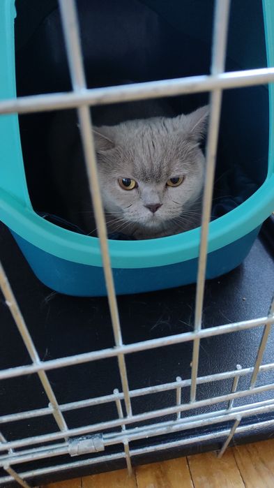 Котики - перетримка у великих боксах