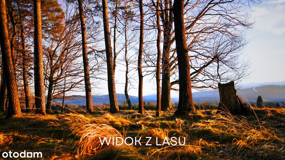 Działka przy lesie z widokiem na Świeradów Zdrój(Mirsk/Leśna/Wolimierz
