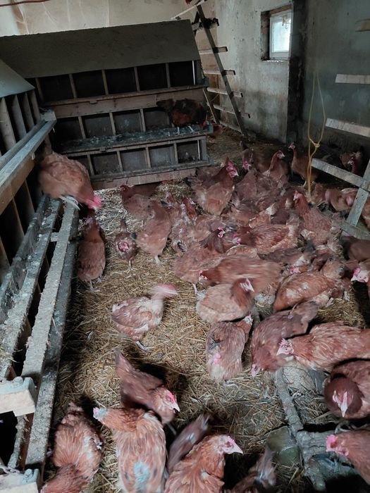 Sprzedam nioski roczne