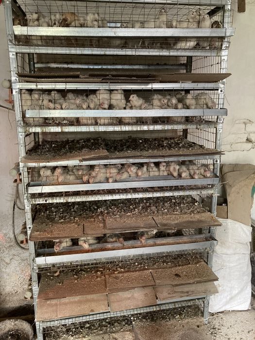 Перепилині інкубаційні і харчові яйця