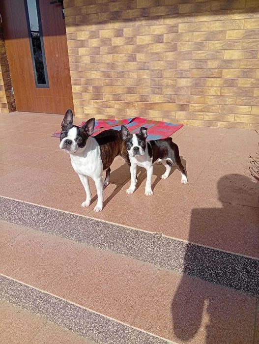 Boston Terrier piesek