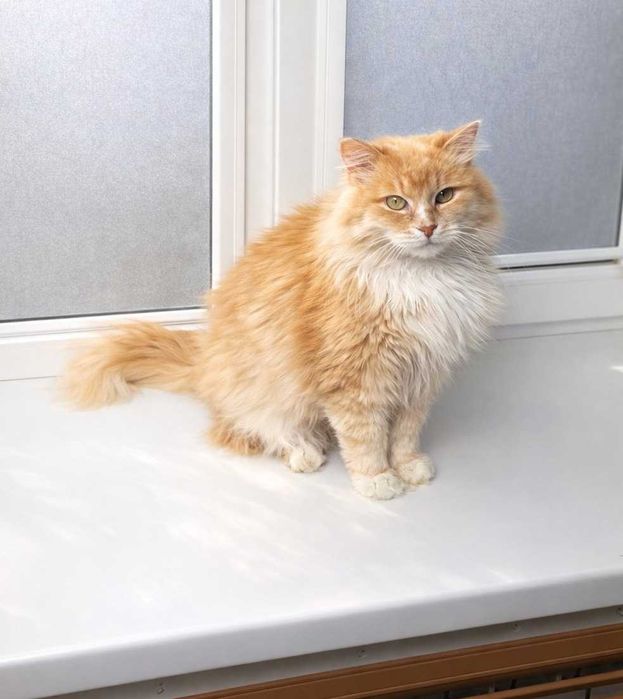 Шикарний котик з поглядом хитрих зелених очей. Льоні 3–5 років.