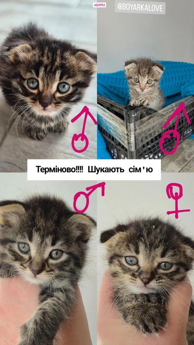 Кошенята. Котята . котик