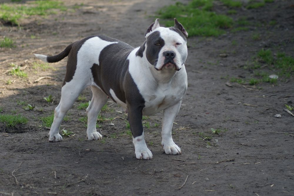 Sprzedam American Staffordshire Terrier