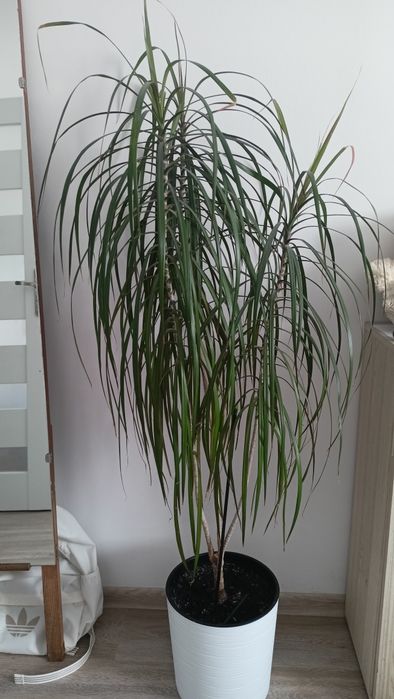 Dracena kwiatek w doniczce