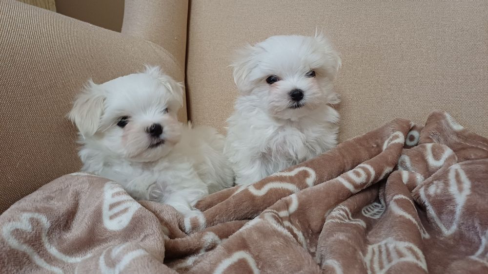 Maltańczyk mini piesek do rezerwacji