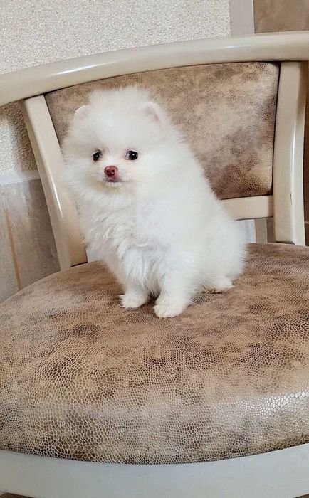 Міні дівчинка померашка