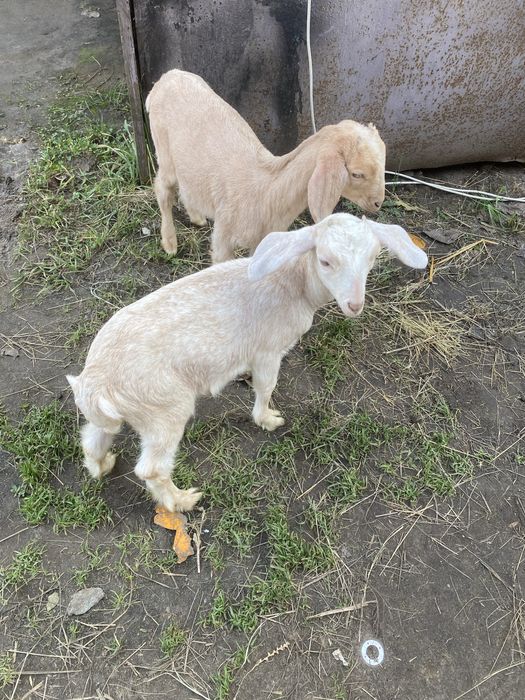 Козенята нубійської породи(кози нубійкі)