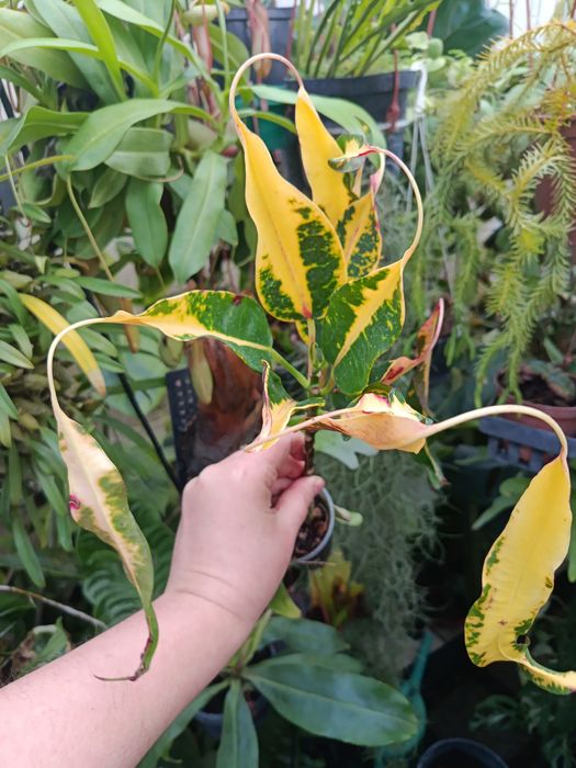 Кротон codieum Glasses