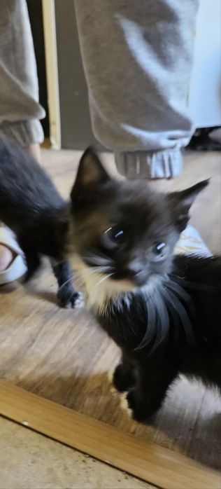 Cudne kocięta szukają nowego domu