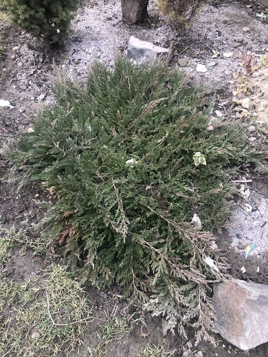 Туї різних видів