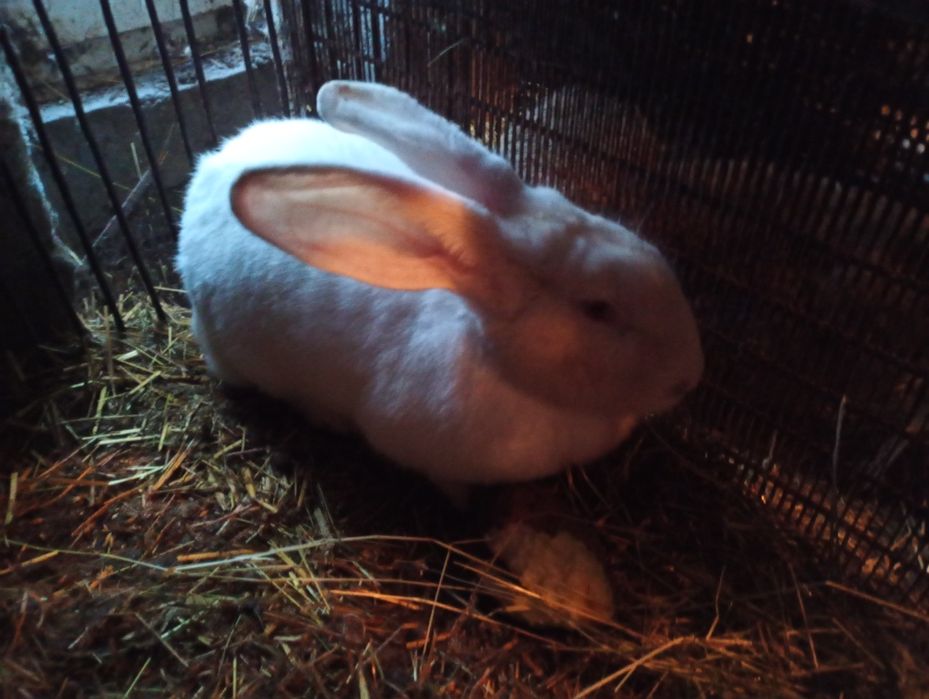 Samica  młoda królik