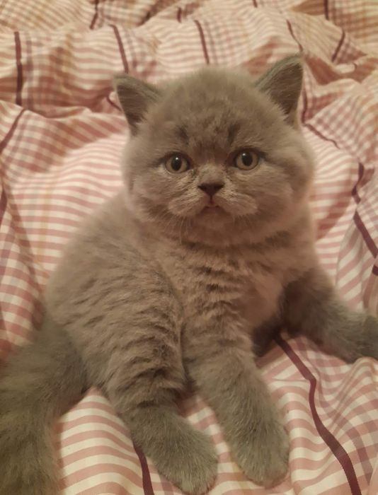 Продам котят шотландцев