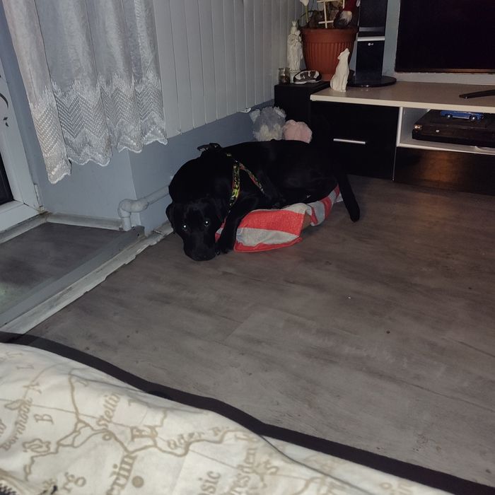 Oddam suczkę labrador