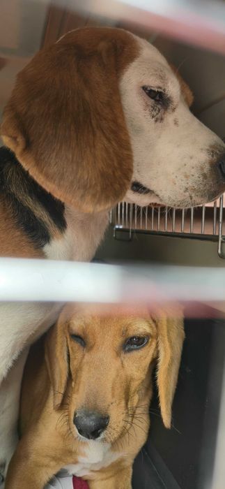 Cadela fêmea beagle para adoção responsável