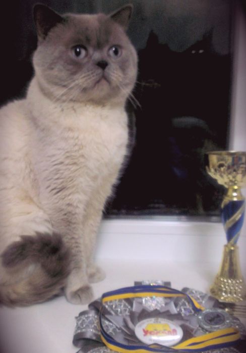 Кот  шотландский