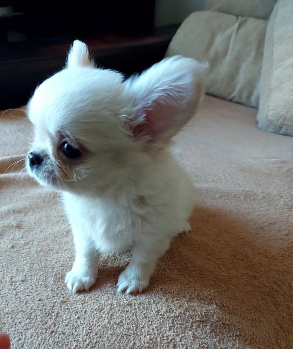 Chihuahua  pêlo Comprido Com  Lop ( Pedigree )