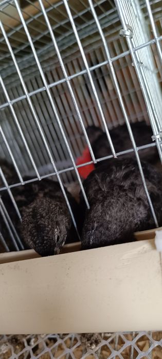 Ovos galados de codornizes gigantes pretas