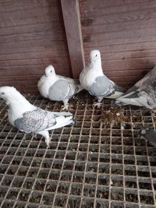 Likwidacja hodowli Mewka orientalna 10 szt