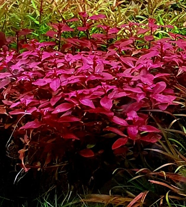 Ludwigia mini super red