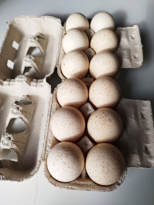 Ovos de animais criados ao ar livre