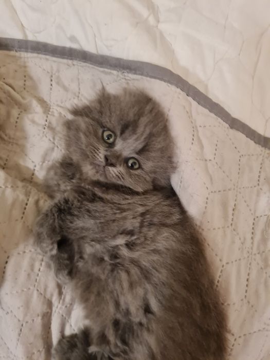 Шотландські кошенята