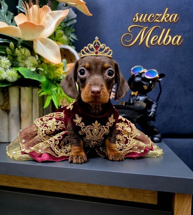 Czekoladowo-podpalana sunieczka Melba jamniczek.