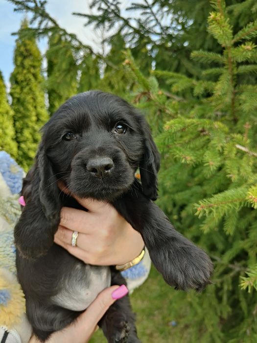 Śliczna suczka rasy Cocker spaniel angielski