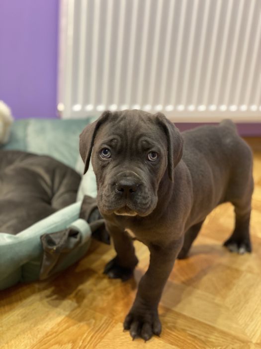 Елітні малюки-Cane corso
