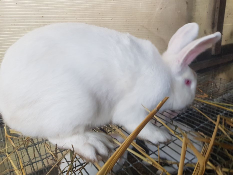 Продам Кролики самці та самки