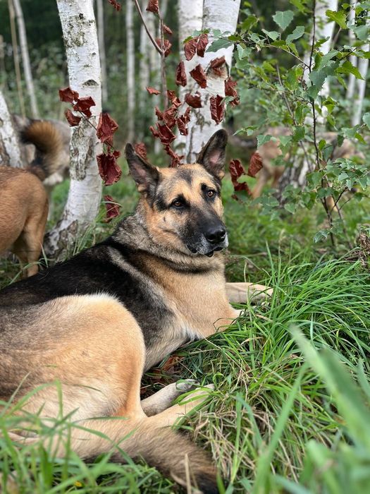 Do adopcji samiec w typie owczarka niemieckiego