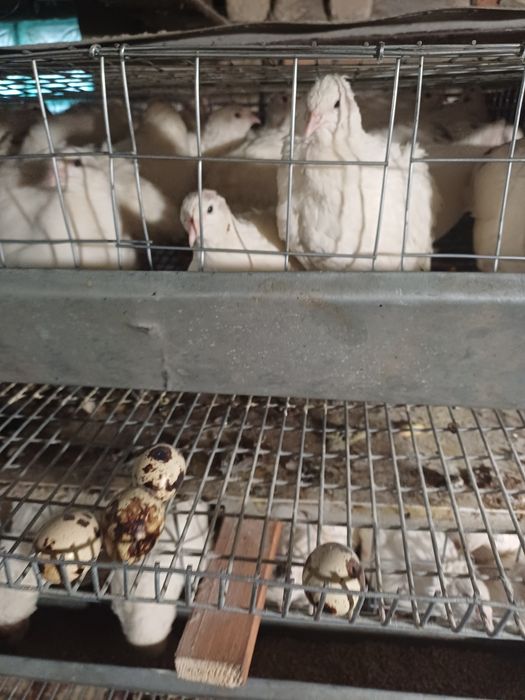 Перепела різного віку