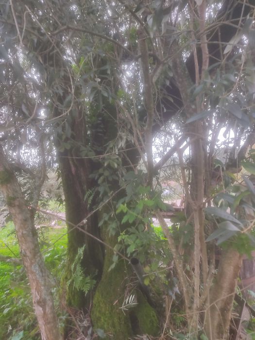 Oliveiras para cortar