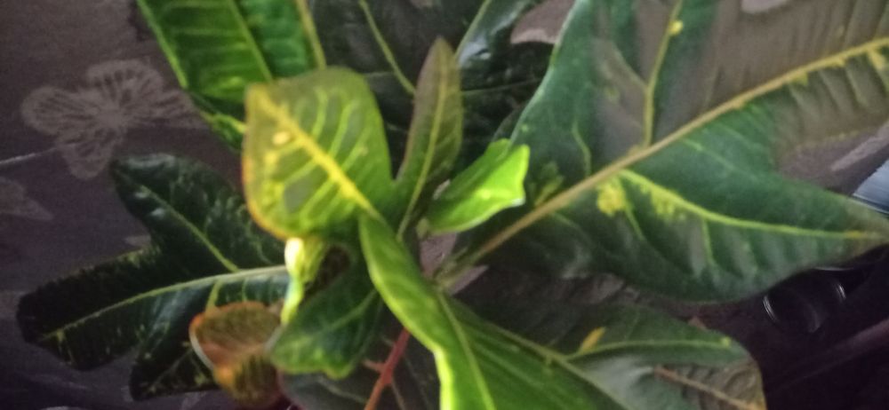 Продам Кротон Кодиеум