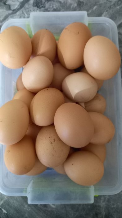Продам домашні яйця від молодих курочок