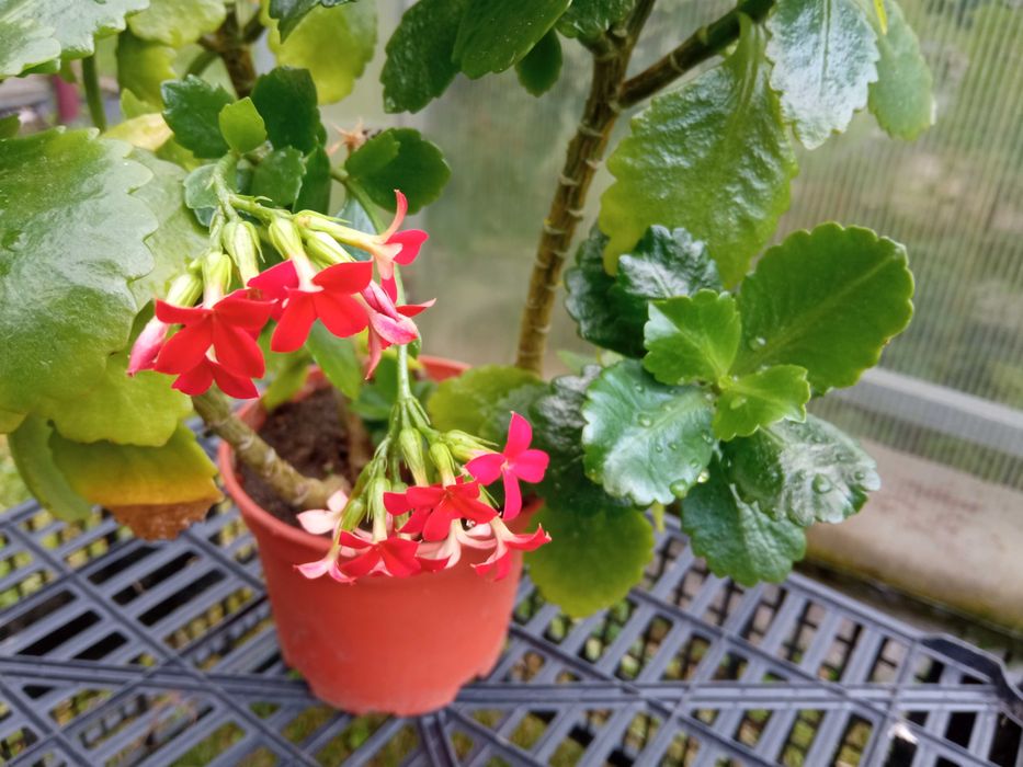 Kwiatek Kalanchoe Blossfelda czerwone  kwiaty