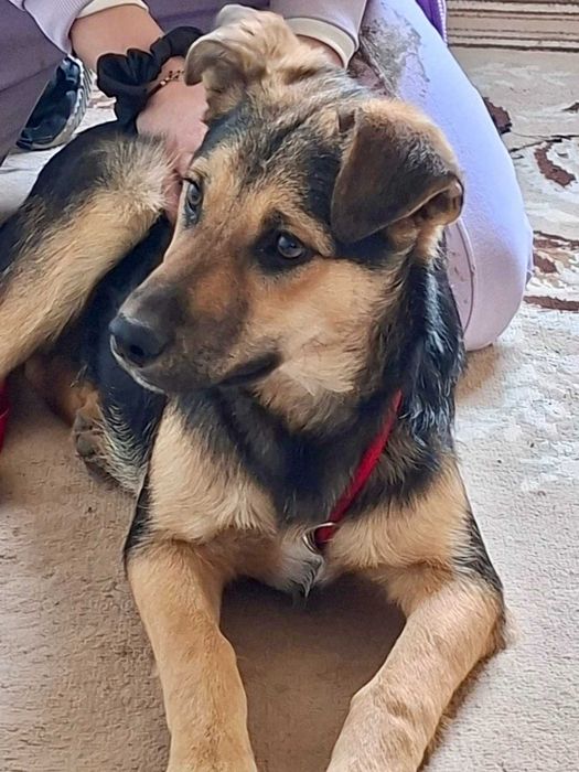 TYMONEK 6 mies szczeniak do adopcji uratowany w Bułgarii