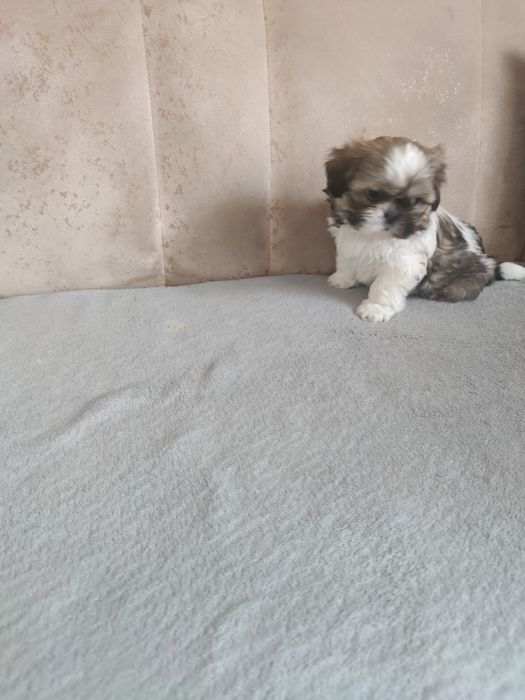 Śliczna sunia shih tzu