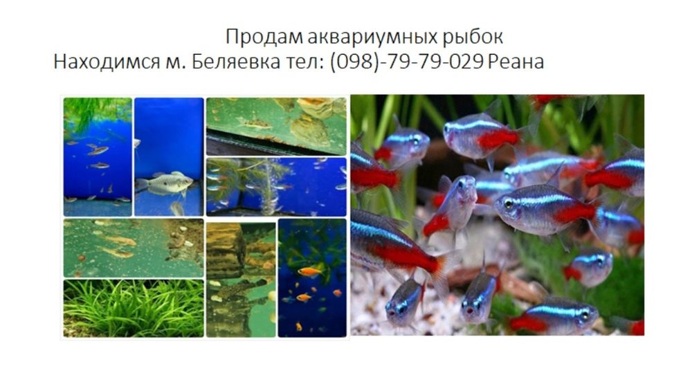 Продам аквариумные рыбки