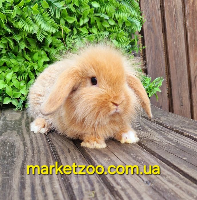 Міні кролик висловухий баранчик mini lion lop руденький з білою лапкою